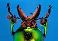 lucanes, buprestes, taupins